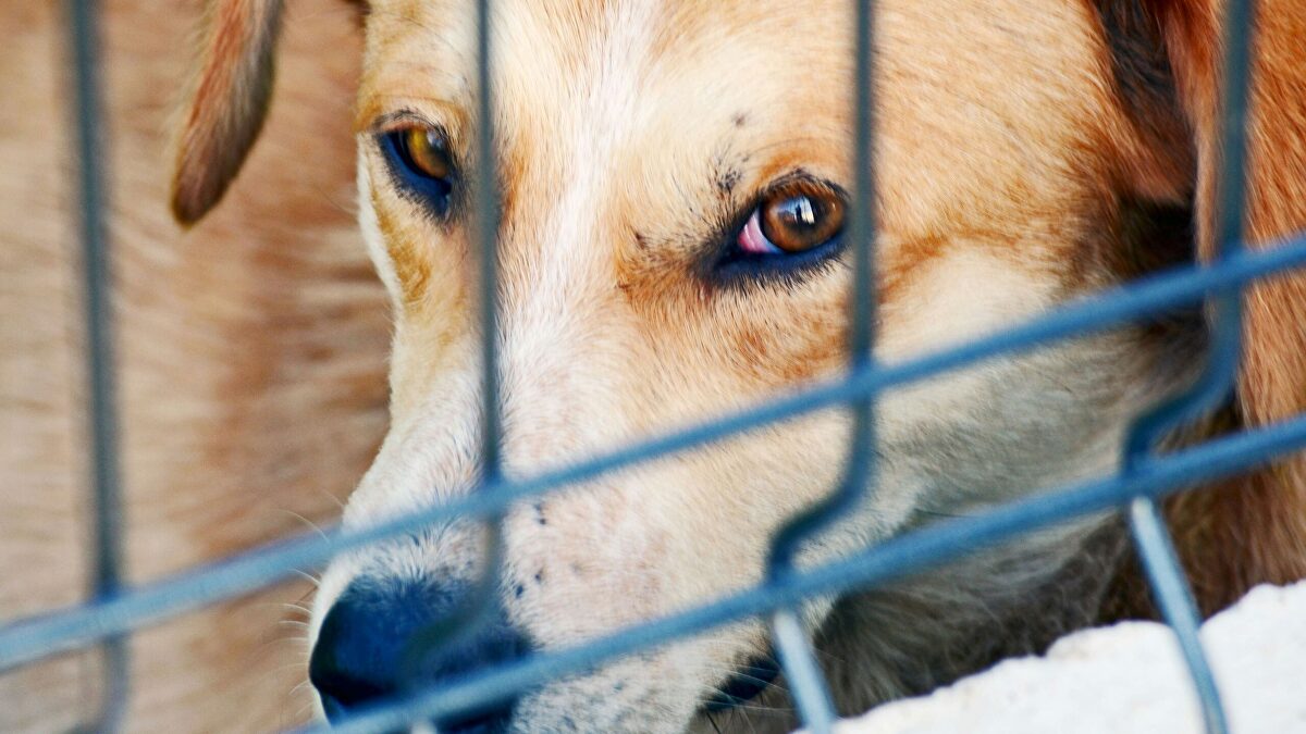 Shelter dog behind kennel bars as Spanish adoptions fall
