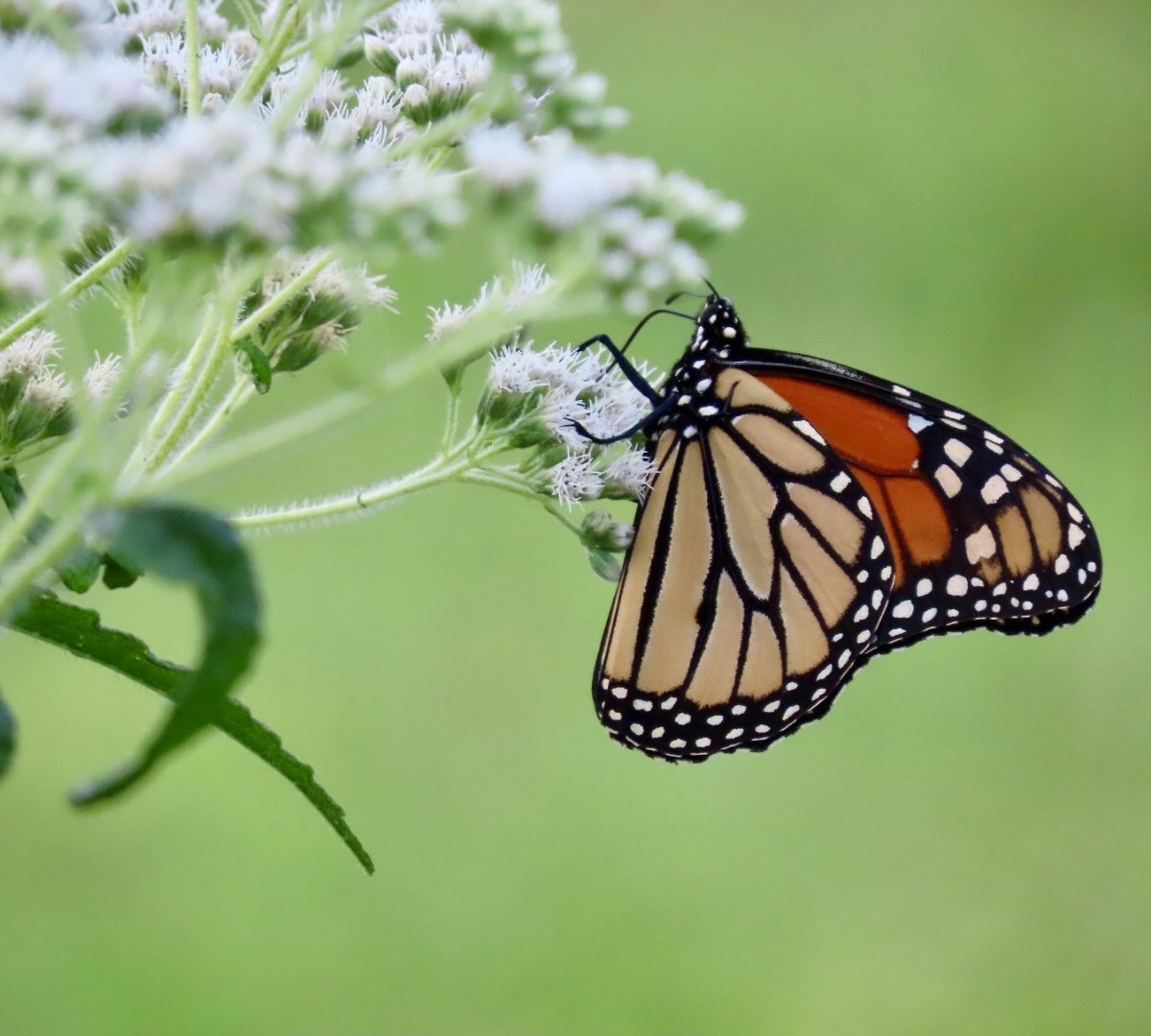 Monarch butterfly nectaring on common boneset flowers