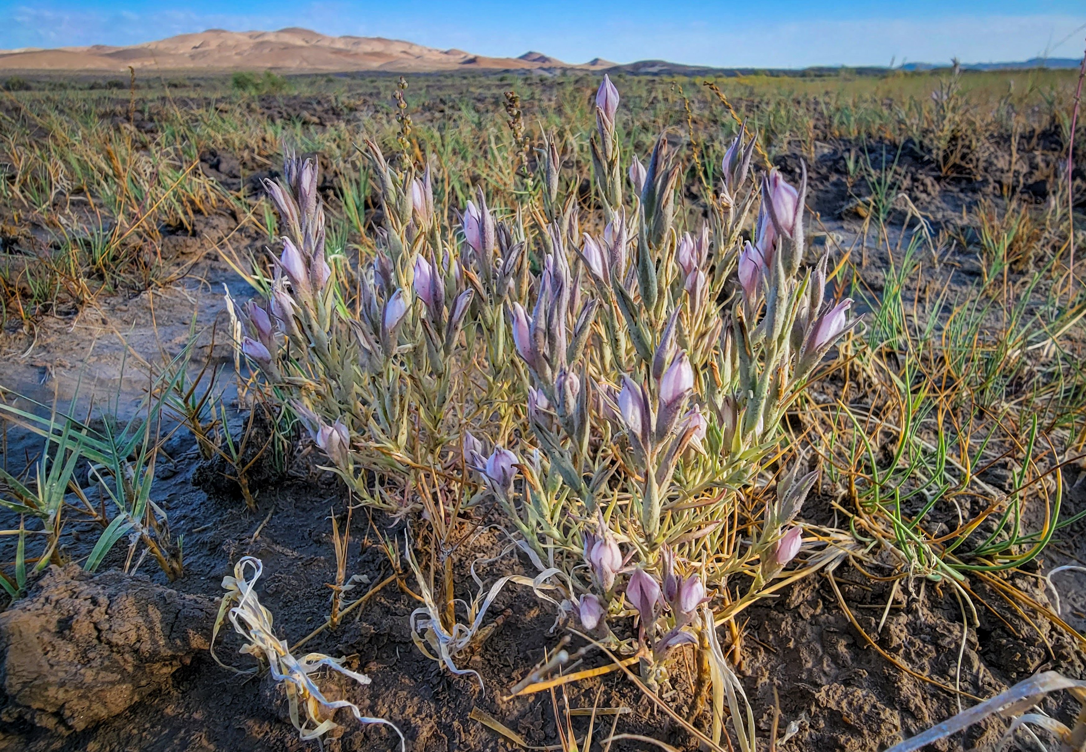 Rare bird species in Esmeralda County