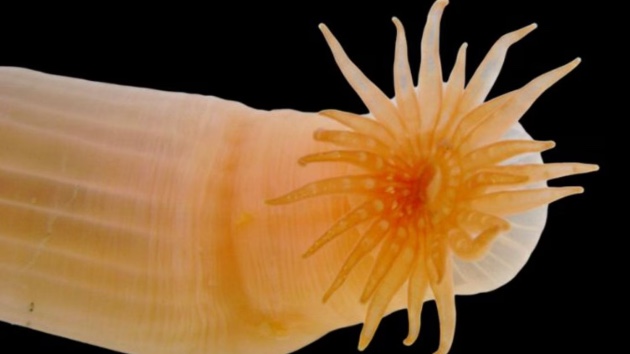 A burrowing sea anemone from the San Julian Peninsula in Argentina, one of over 1,100 new marine species named this year