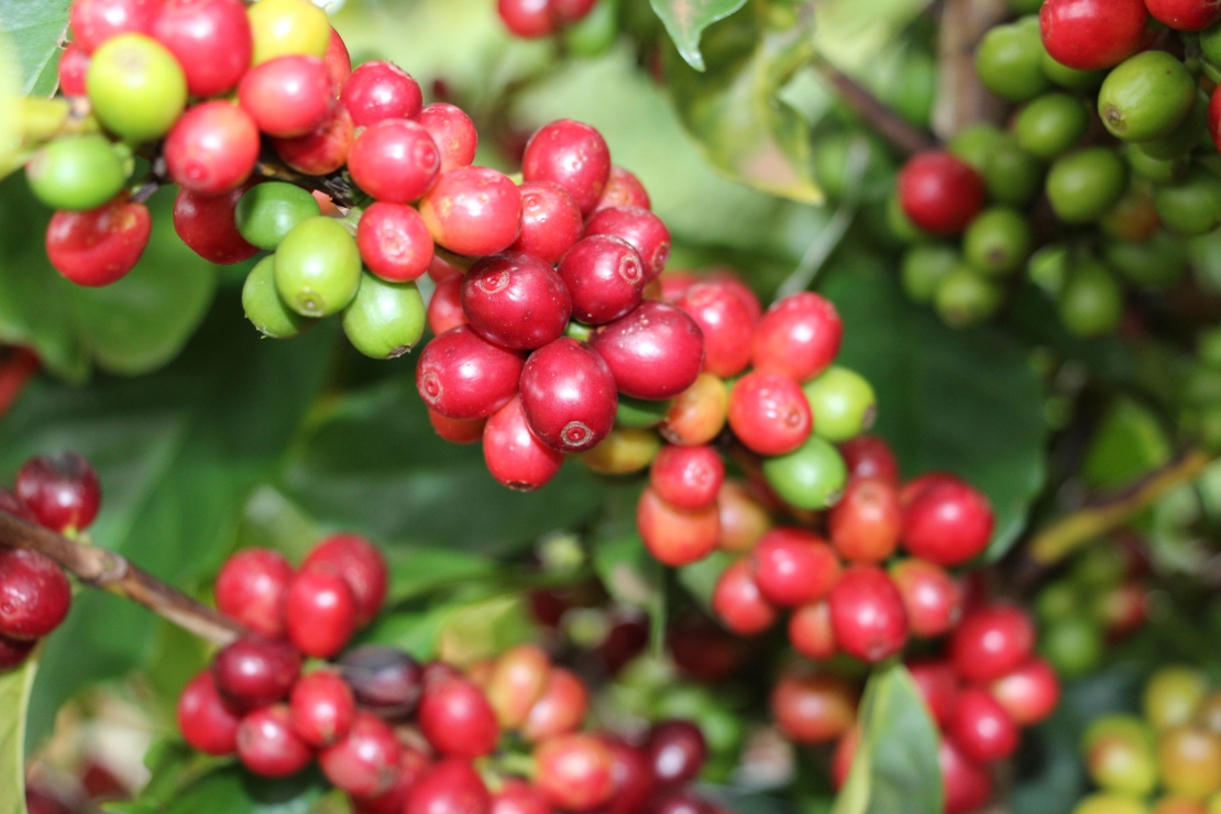Brazilian Coffee Plantation