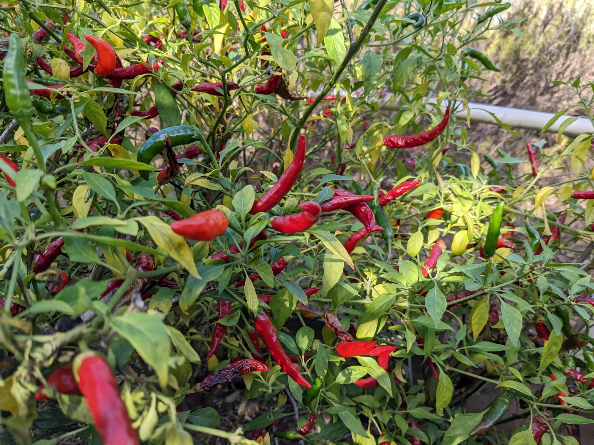 Pepper plants for slow-fermented hot sauce