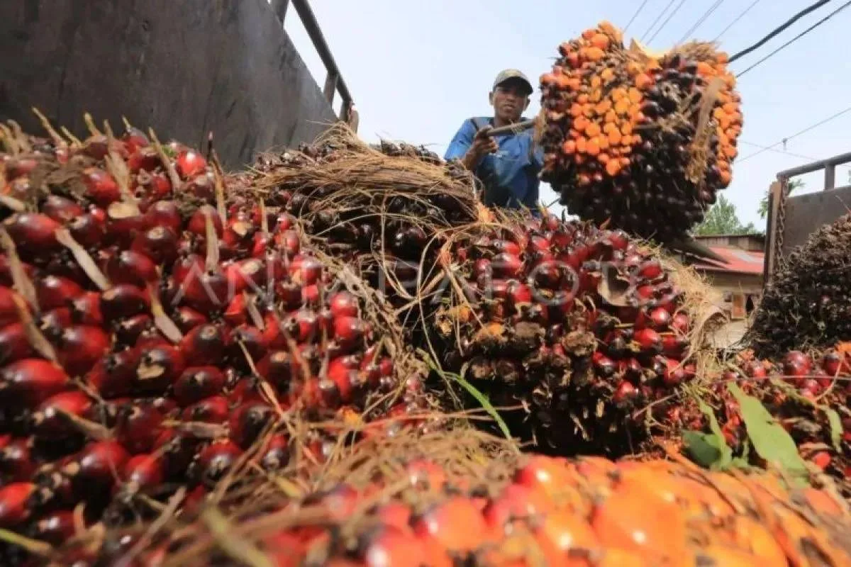 Palm oil infrastructure