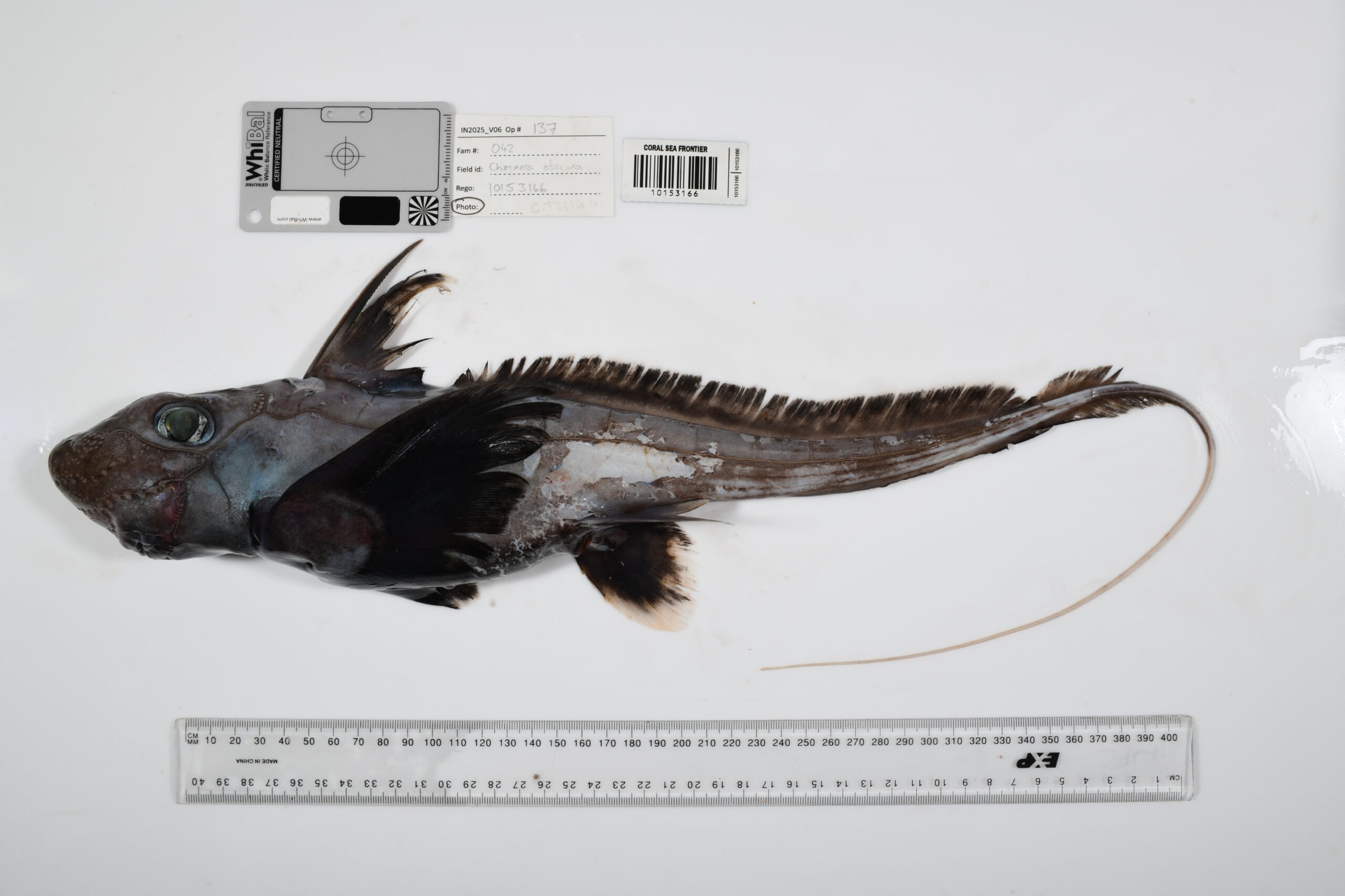 Ghost shark candidate species documented by Ocean Census