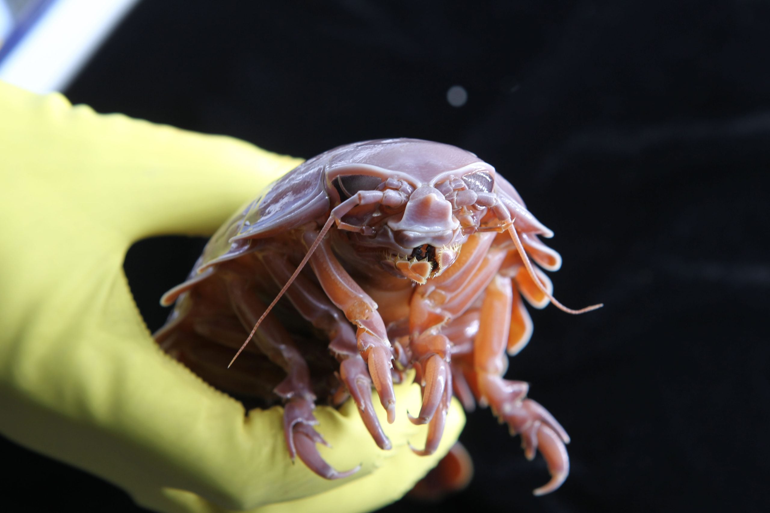 Deep-sea supergiant isopod, one of the ocean's most extreme survivors