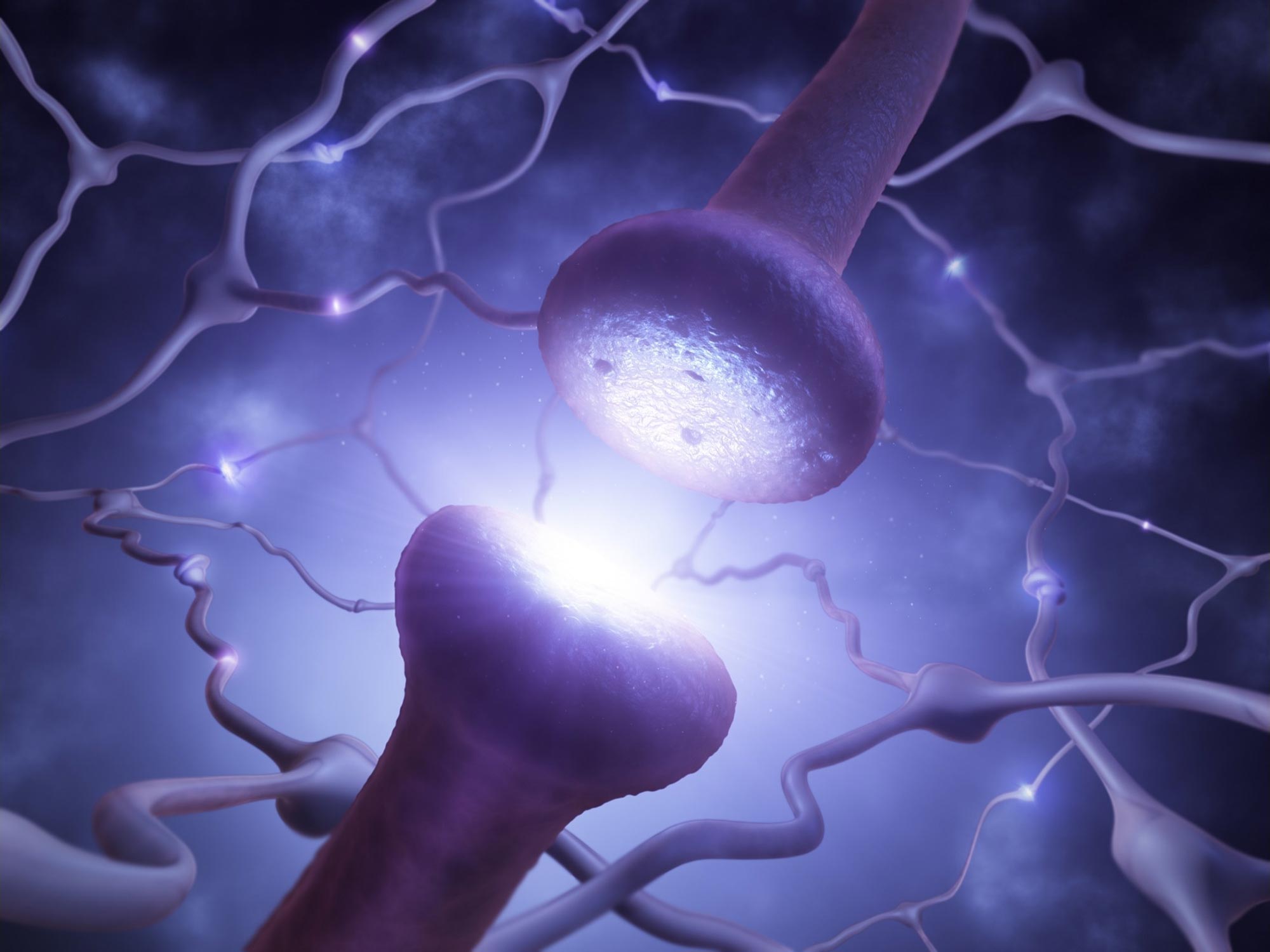 Neuron network and synapse imagery