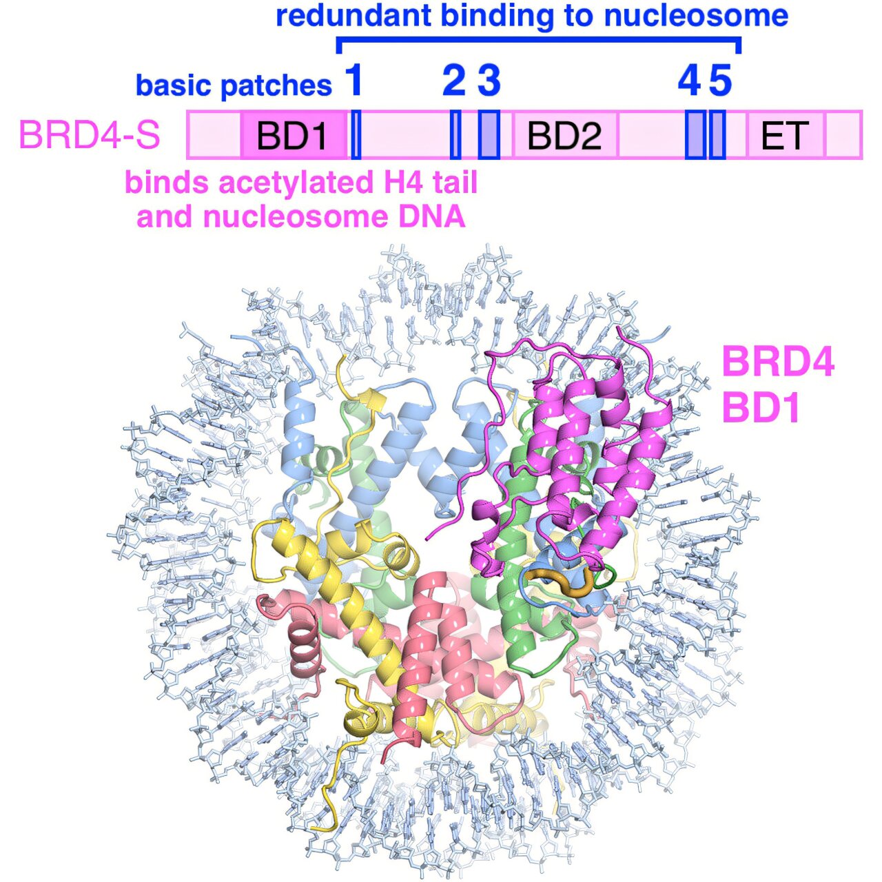 3D structure of protein binding