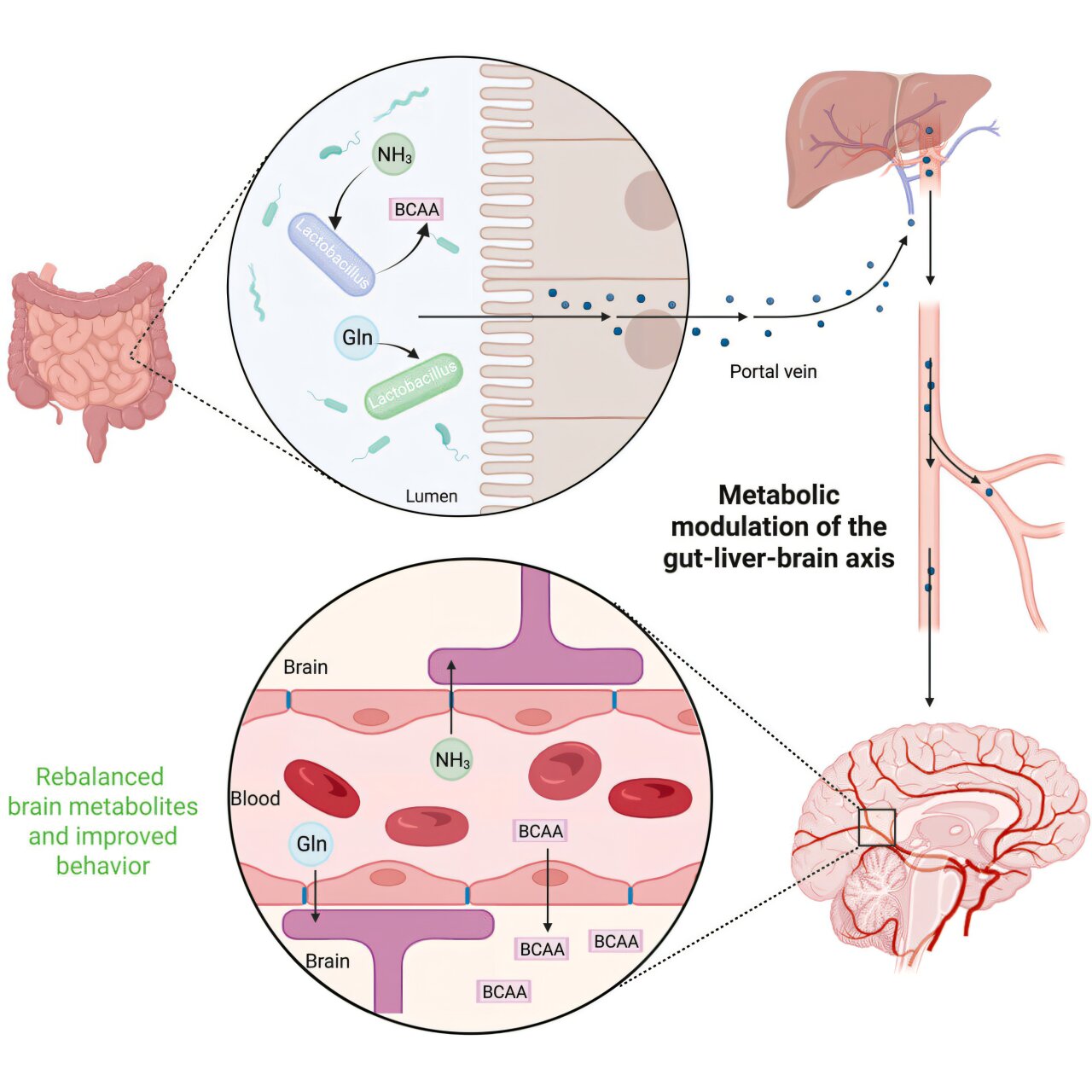 Research image on treating hepatic encephalopathy with engineered bacteria
