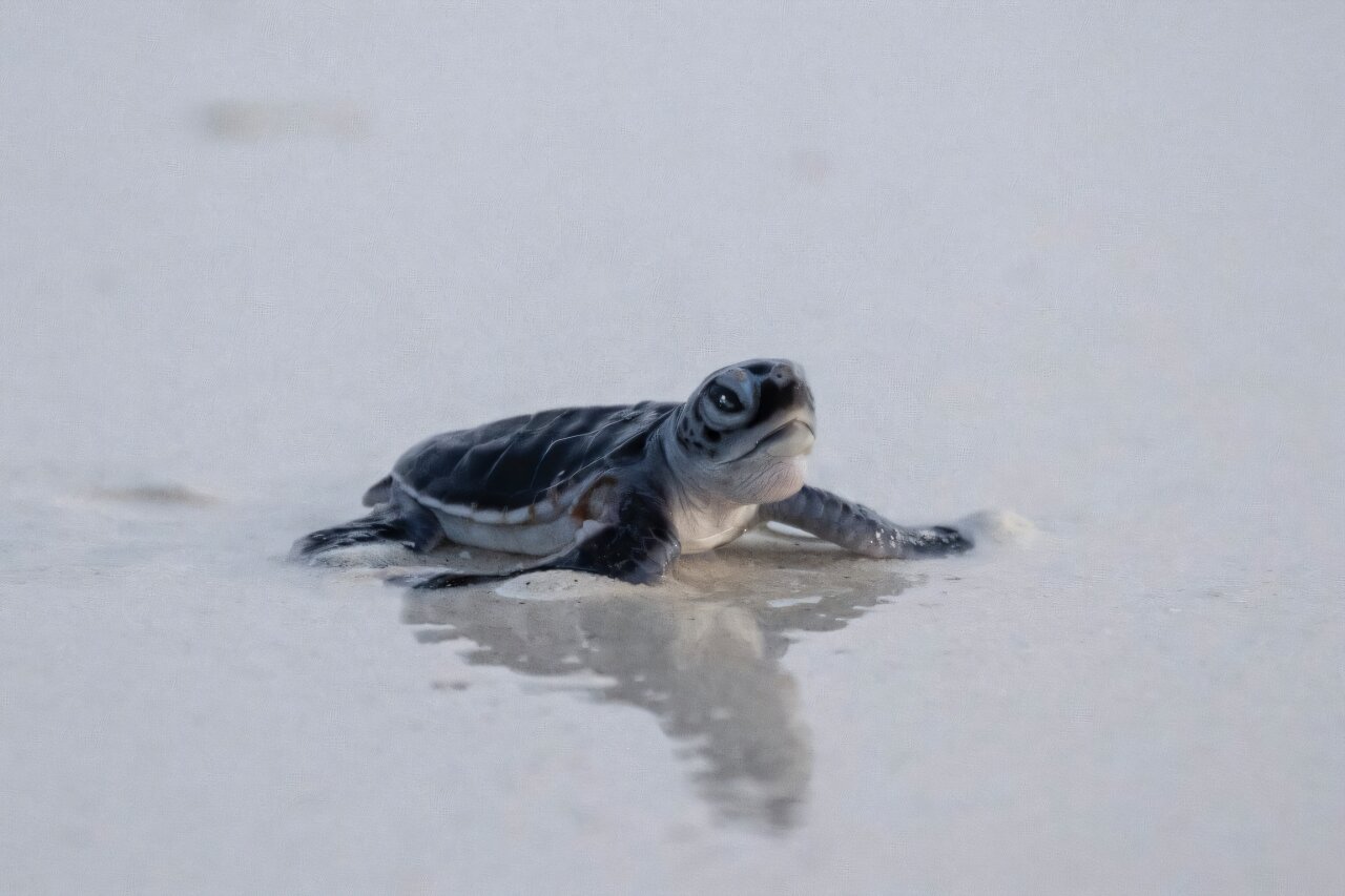 Green turtle hatchling on a beach