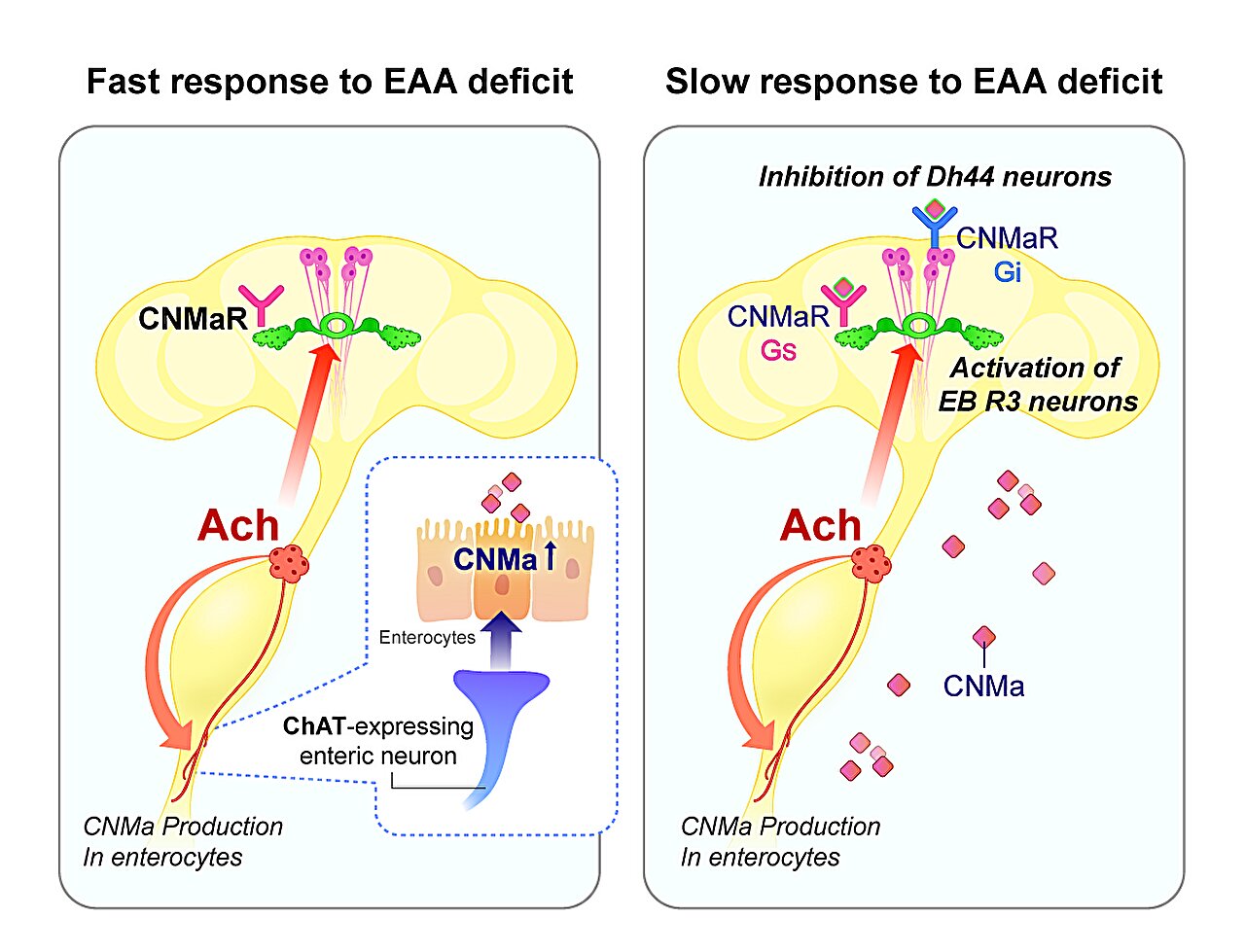 Research image showing the mechanism by which the gut rewires the brain to control nutrient cravings