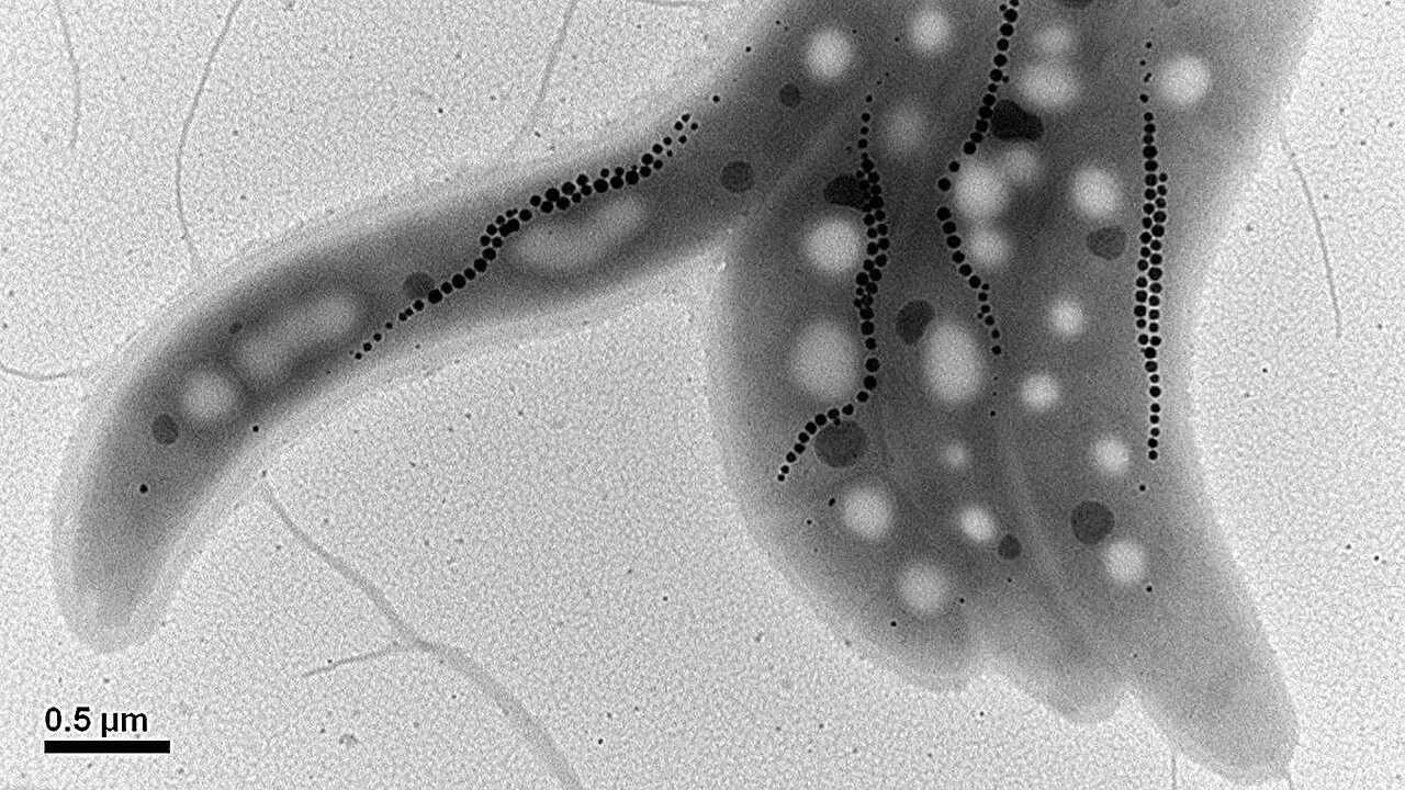 Microscopic magnetic fossils in deep-ocean samples