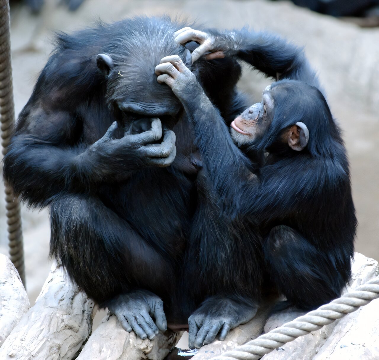 A great ape engaged in a cognitive task — the EVApeCognition dataset spans 18 years of such experiments