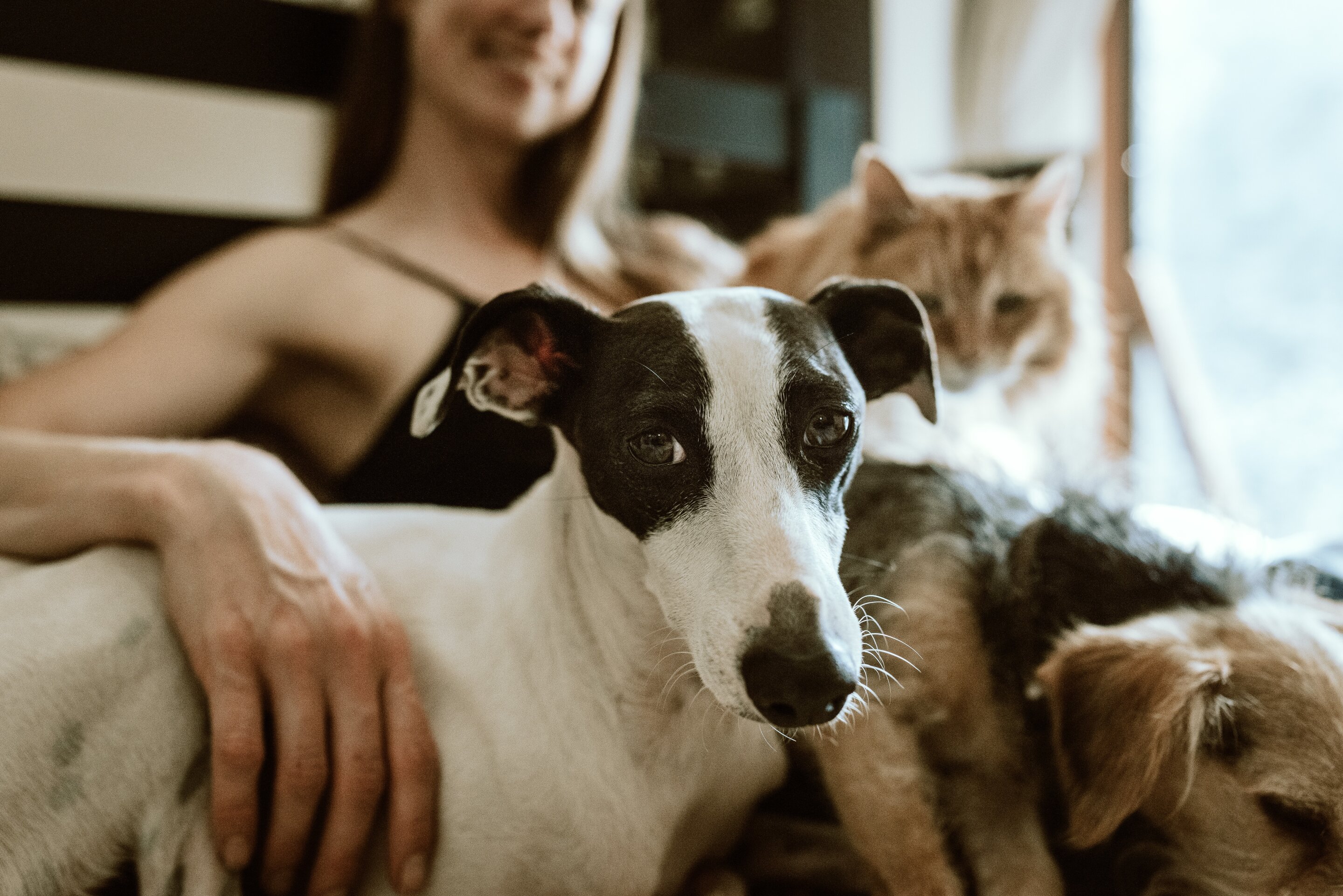 Image illustrating human and pet interaction