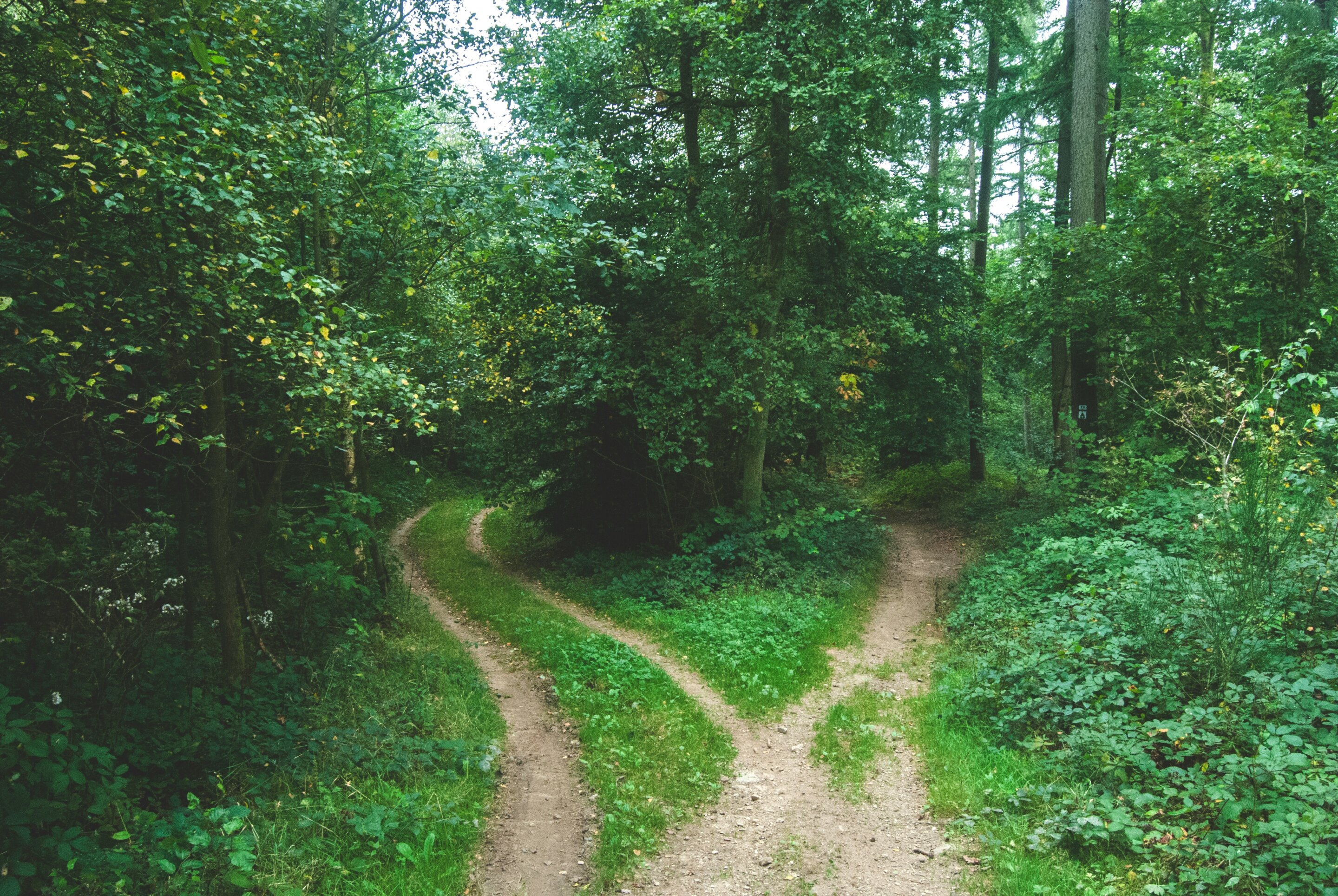Decision neuroscience study challenges prevailing cognitive frameworks