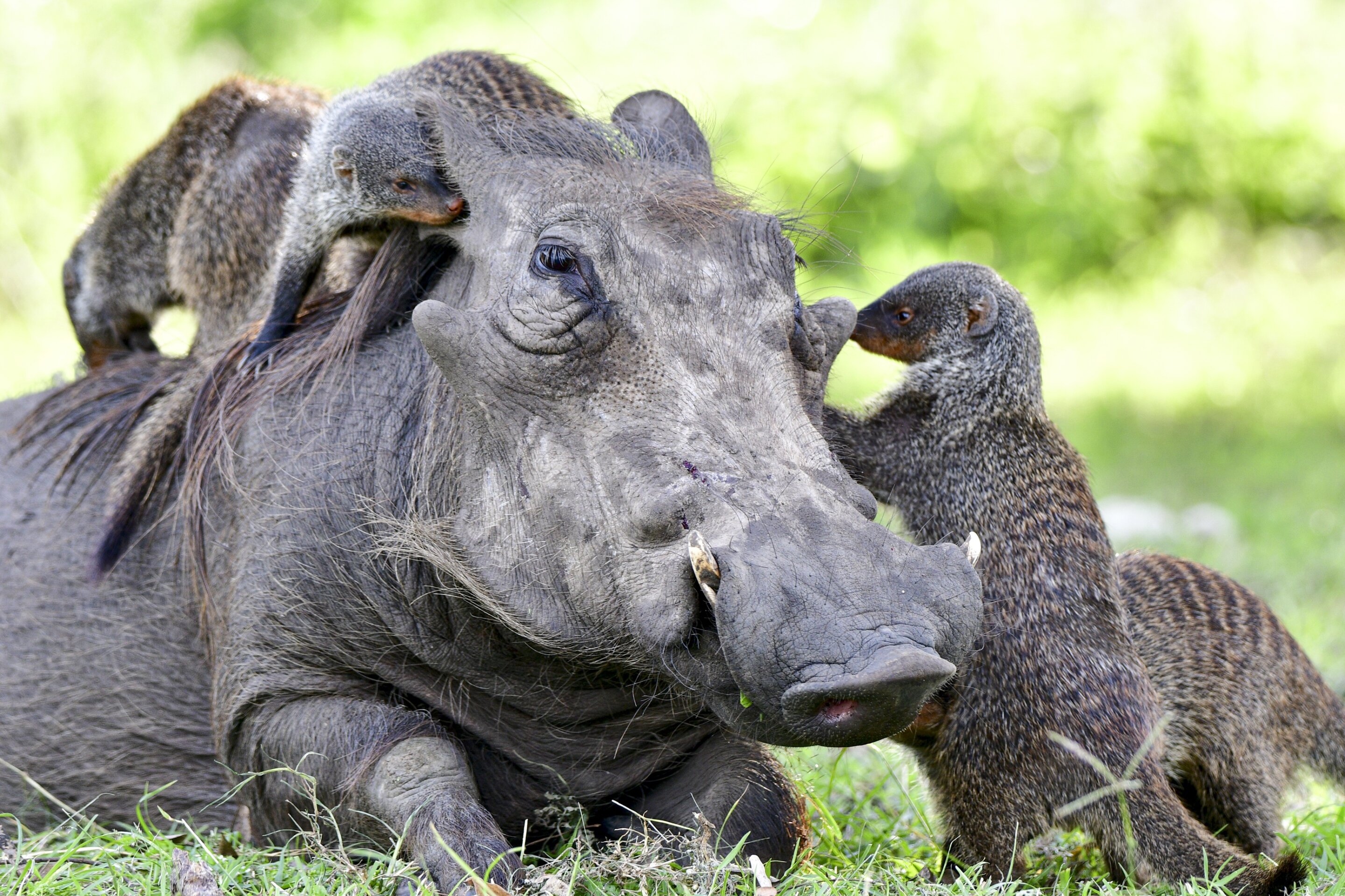 Mongoose and warthog cooperation