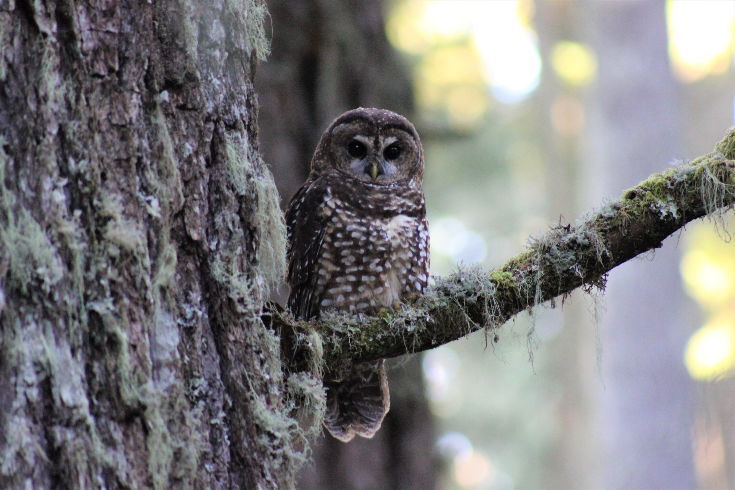 Northern Spotted Owl monitoring using advanced AI technologies to assess long-term population trends