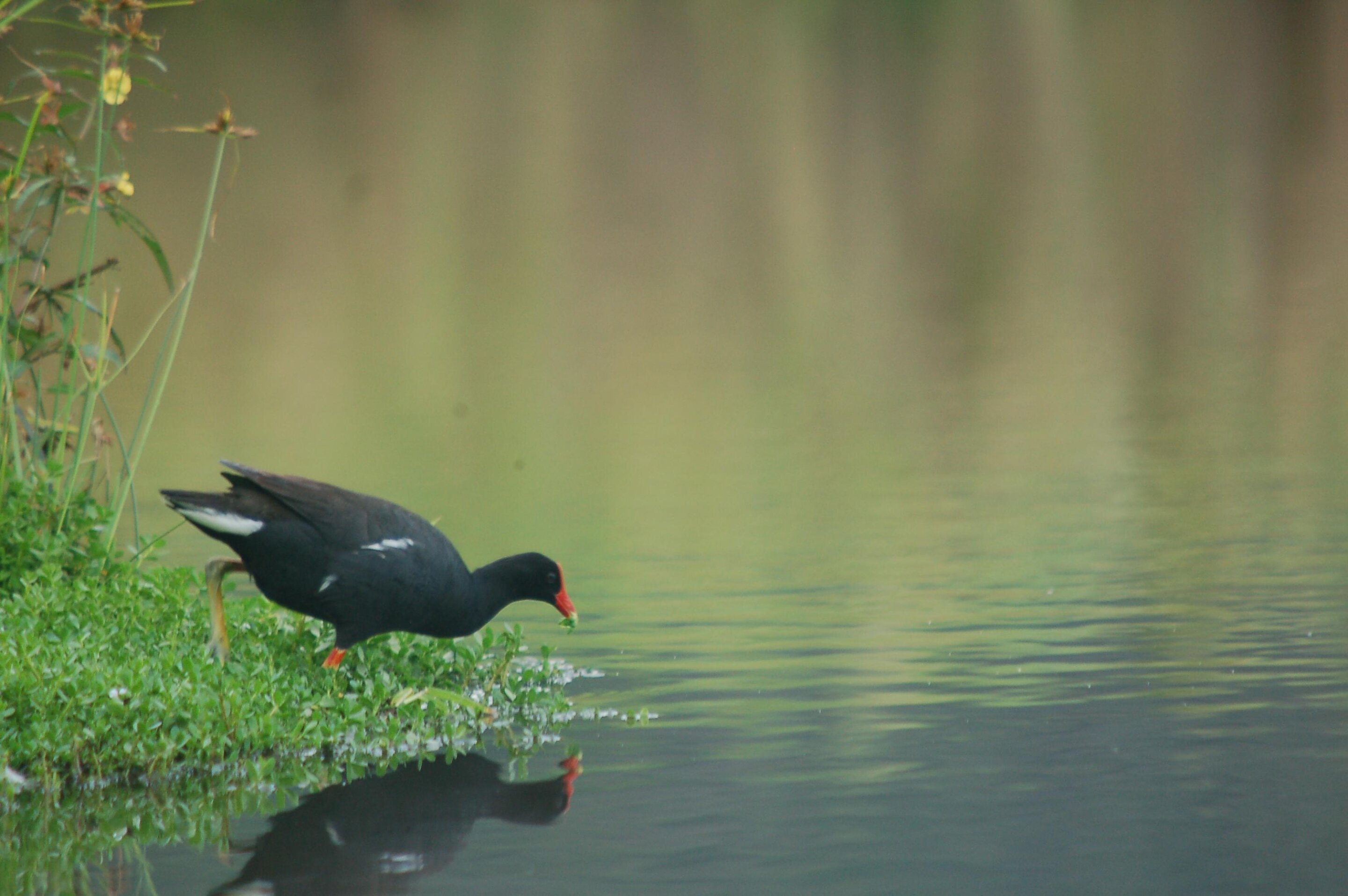 Framework for endangered species relocation