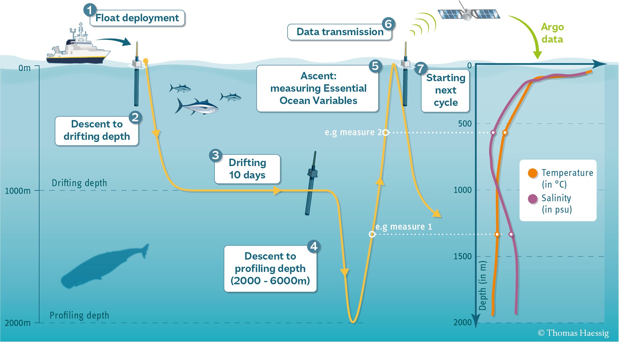 Robotic floats revealing hidden ocean chemistry in low-oxygen zones