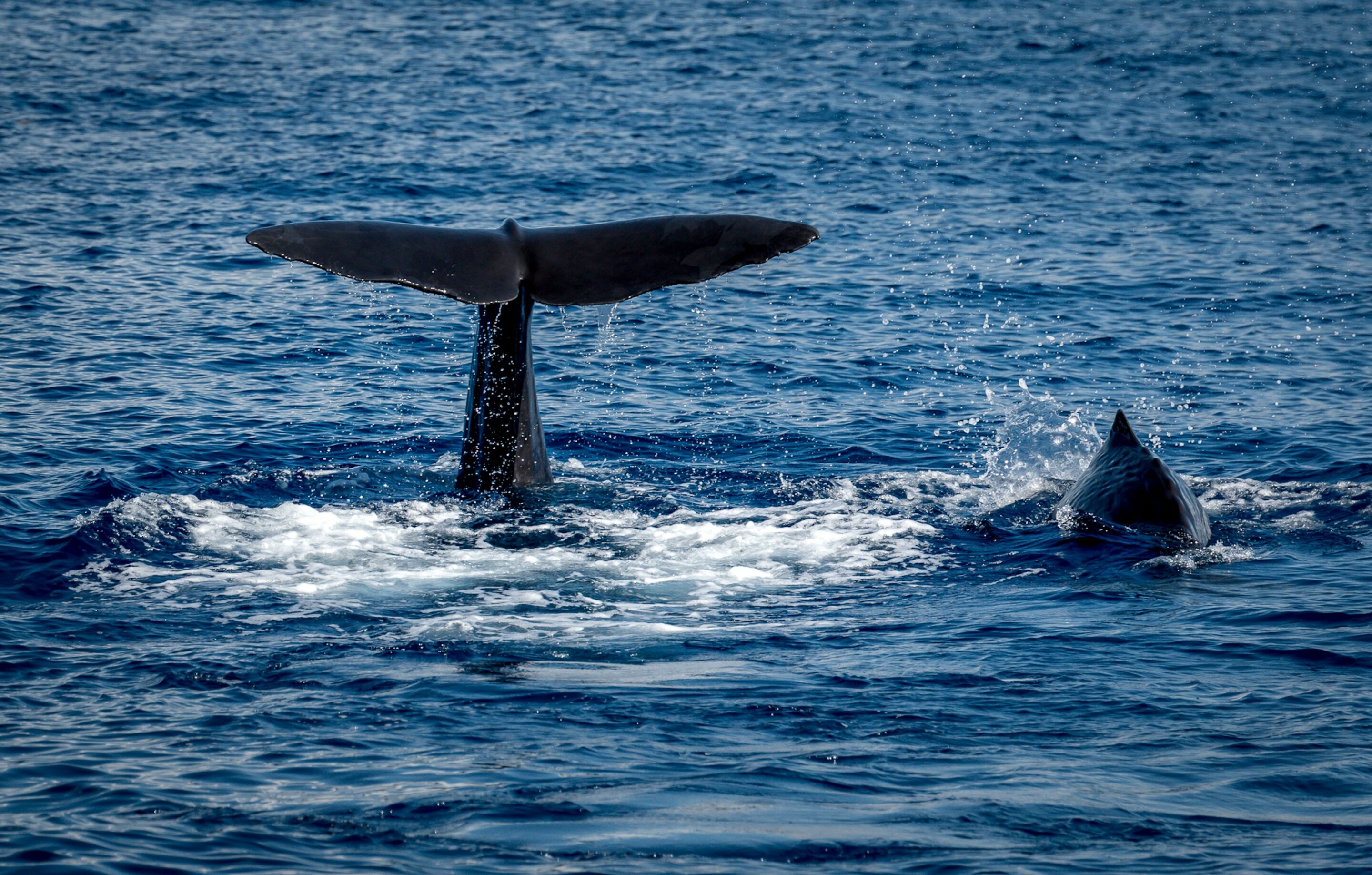 Sperm whales in the ocean