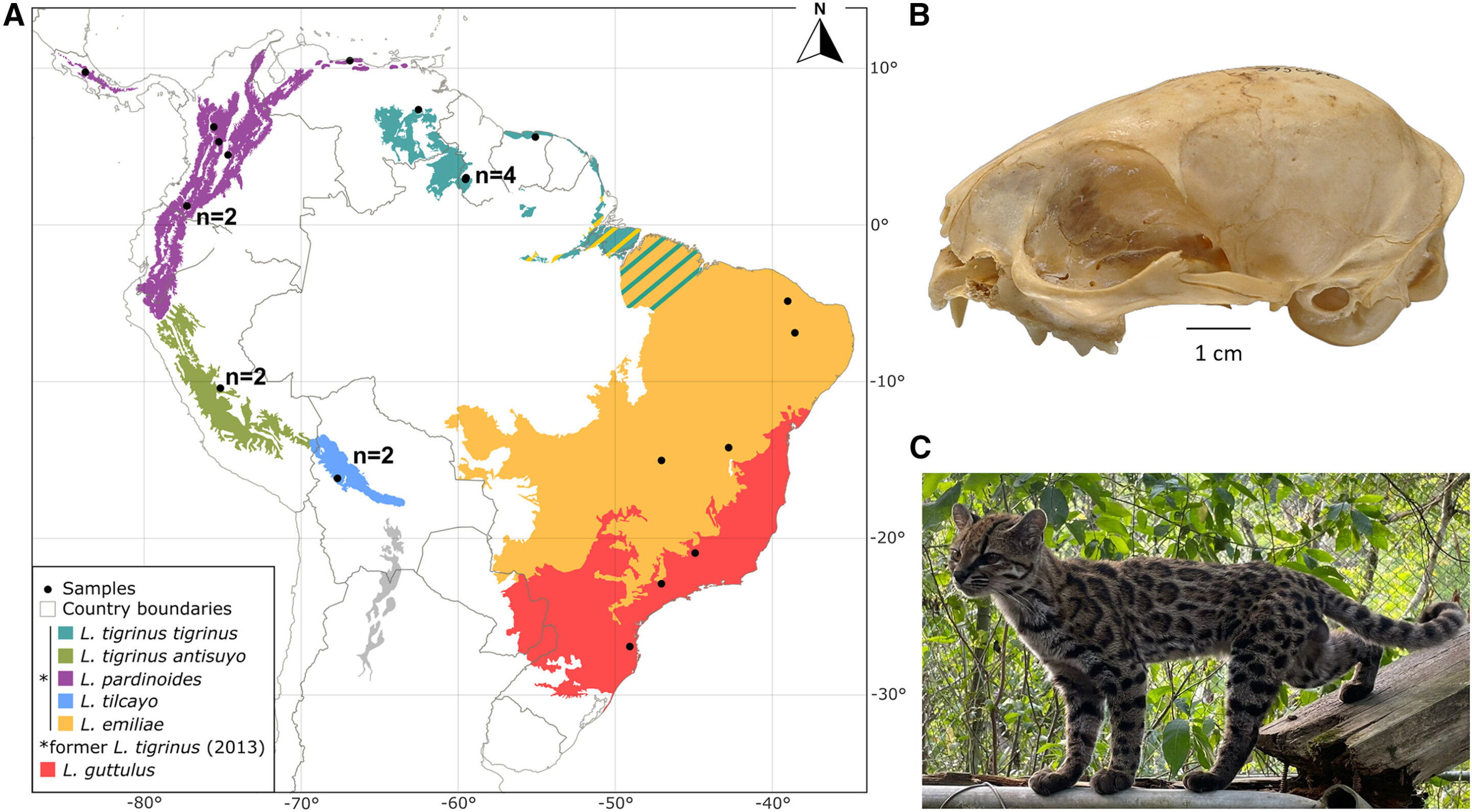 Scientific process of cat species identification with anatomical comparisons