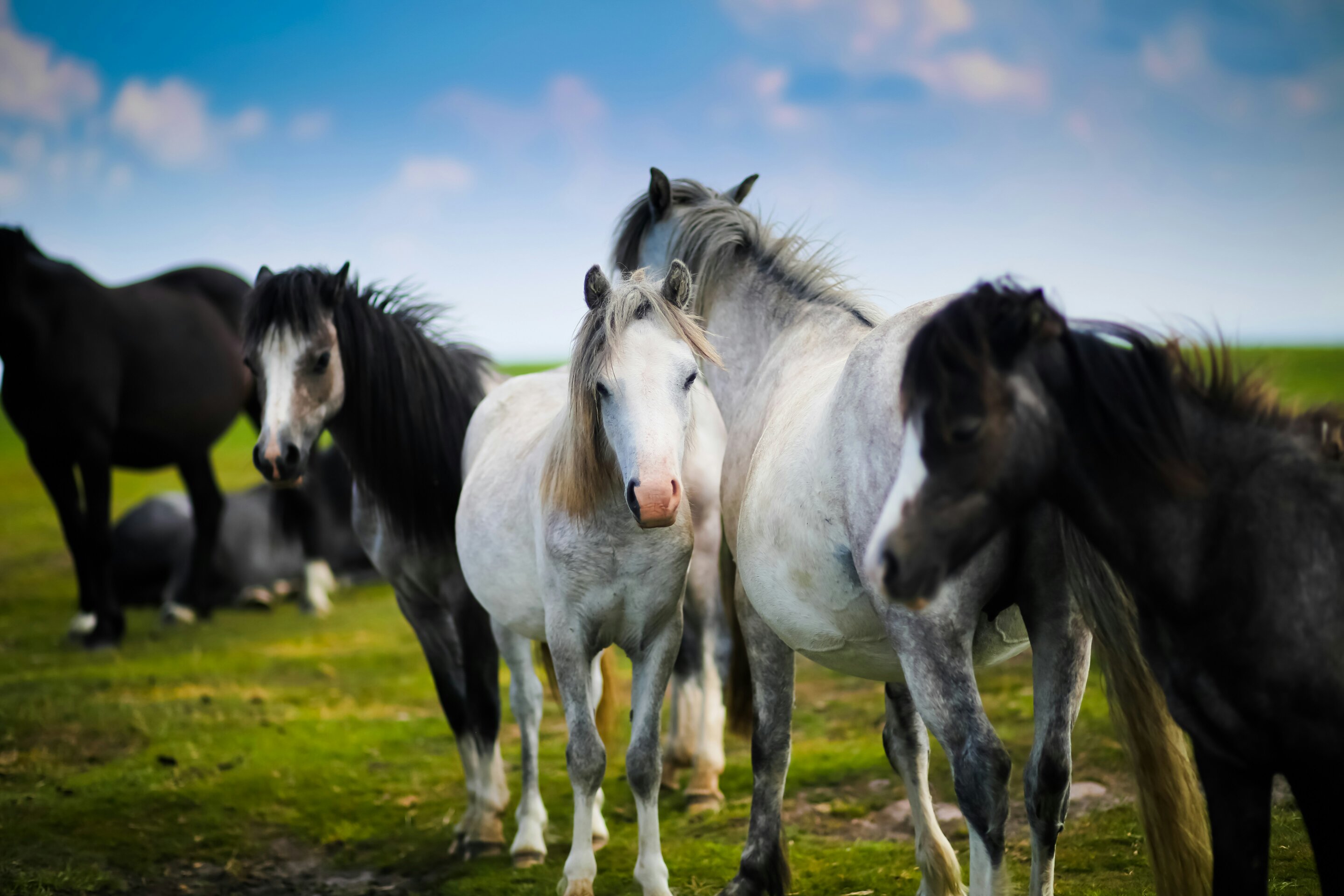 Wild ponies in natural landscape