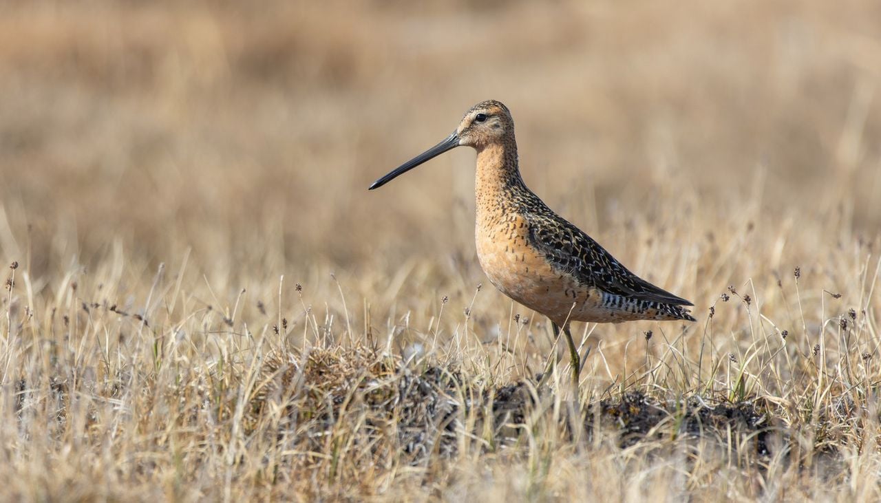 Arctic wading bird in its natural tundra habitat