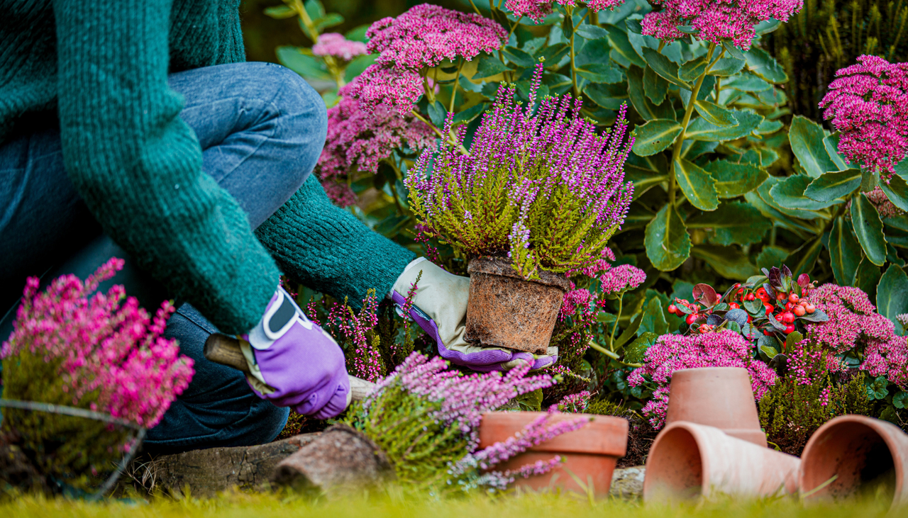 Cold-hardy vegetables for fall 2026 gardens