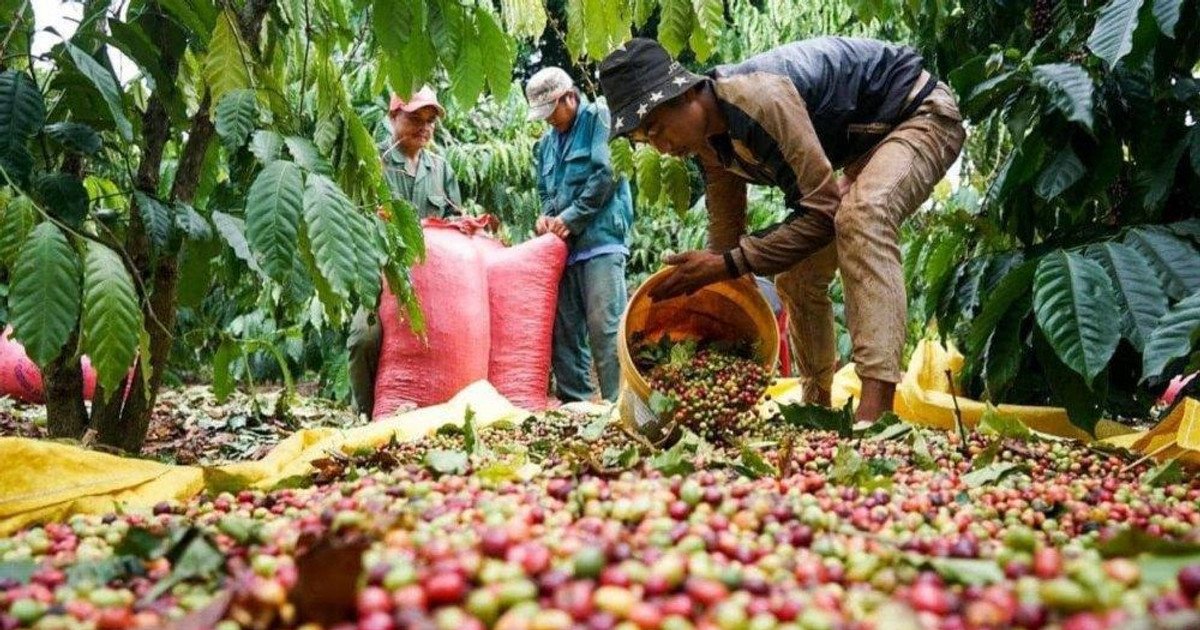Domestic Central Highlands coffee prices declined for several consecutive sessions this week
