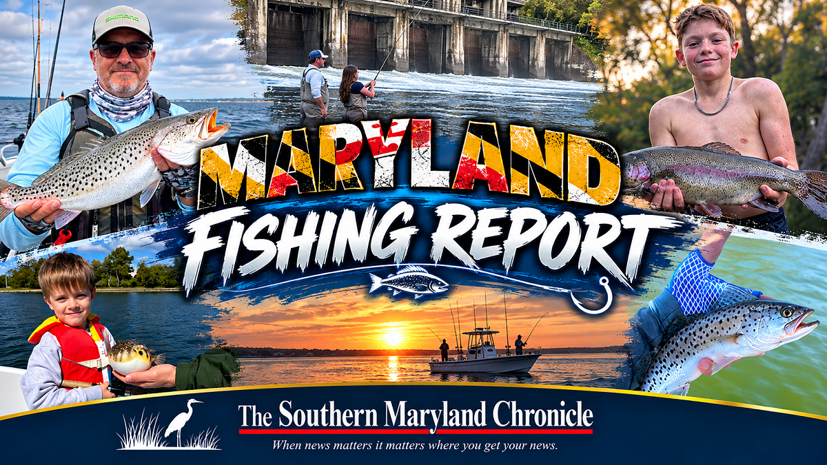 Maryland fishing report collage showing Bay fishing conditions and featured species