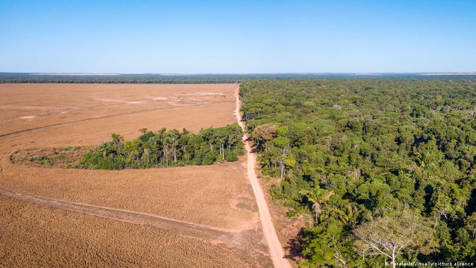 Vista aérea da floresta amazônica