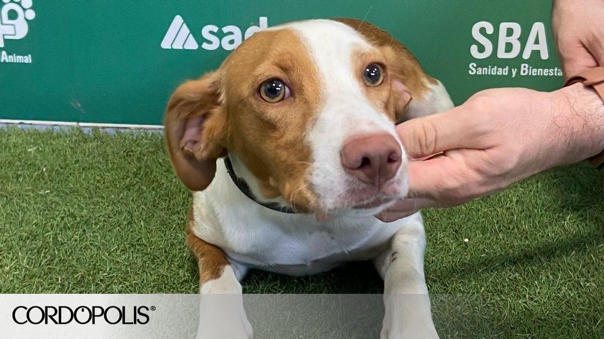 Córdoba animal shelter data showing reduction in abandonments
