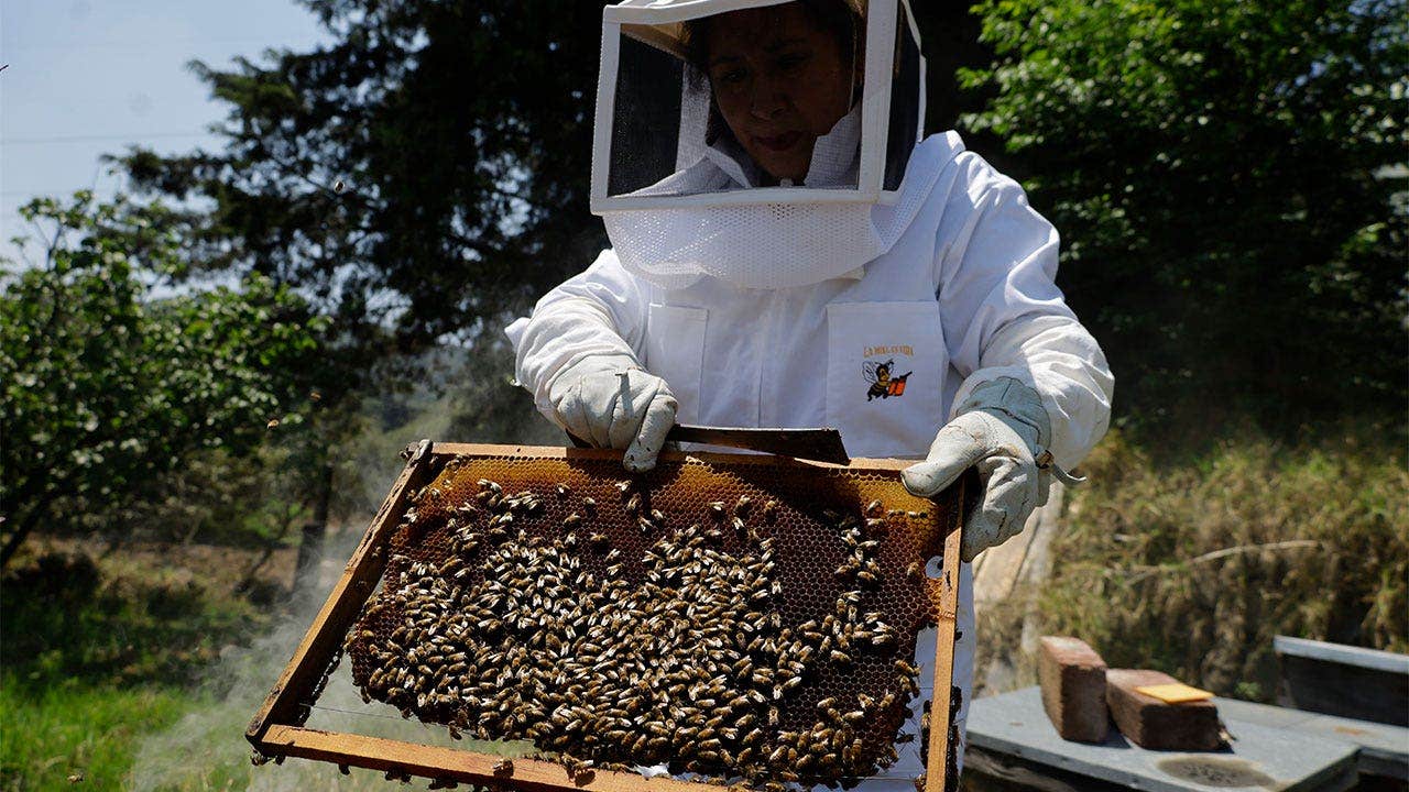 AI robotic beehives installed in Florida