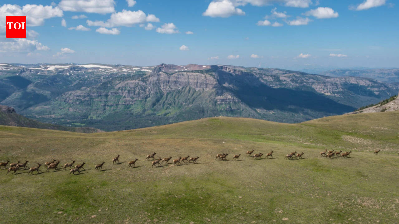 Wildlife corridor habitat restoration project in the American West