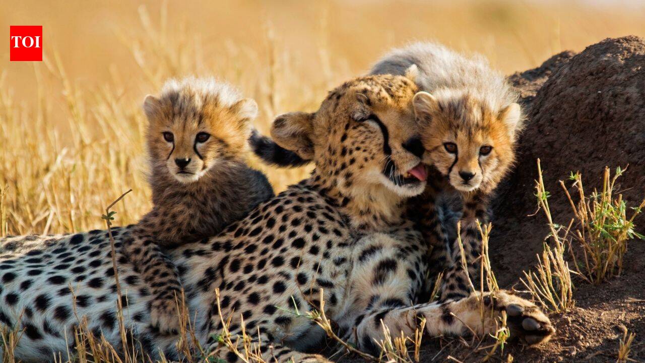 India-born cheetah KGP12 with cubs at Kuno National Park