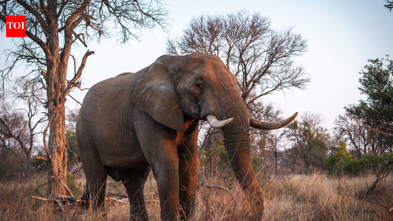Rhinos returning to Zinave National Park