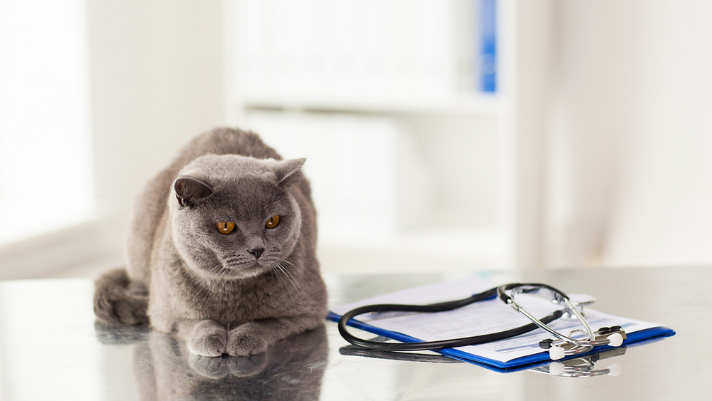 Graphic from Farvet showing rising pet care costs in 2026