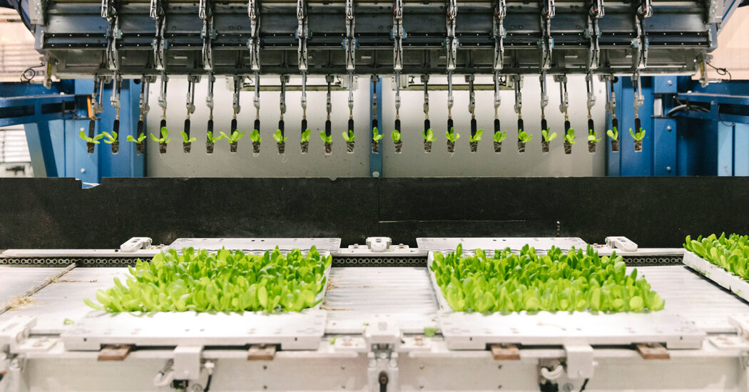 Rows of crops inside a vertical farm facility