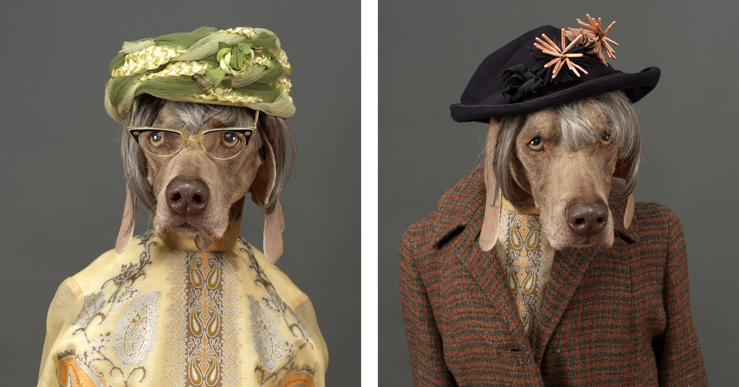 Dog longevity treatments science