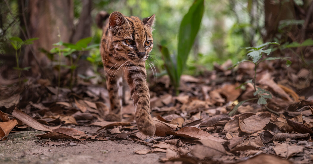 Image of the newly discovered Tilcayo cat