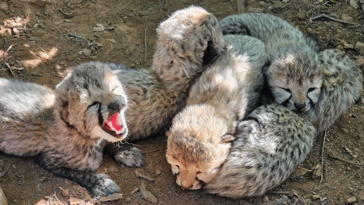 Another cub dies at Kuno. 7 cheetah deaths in India this year