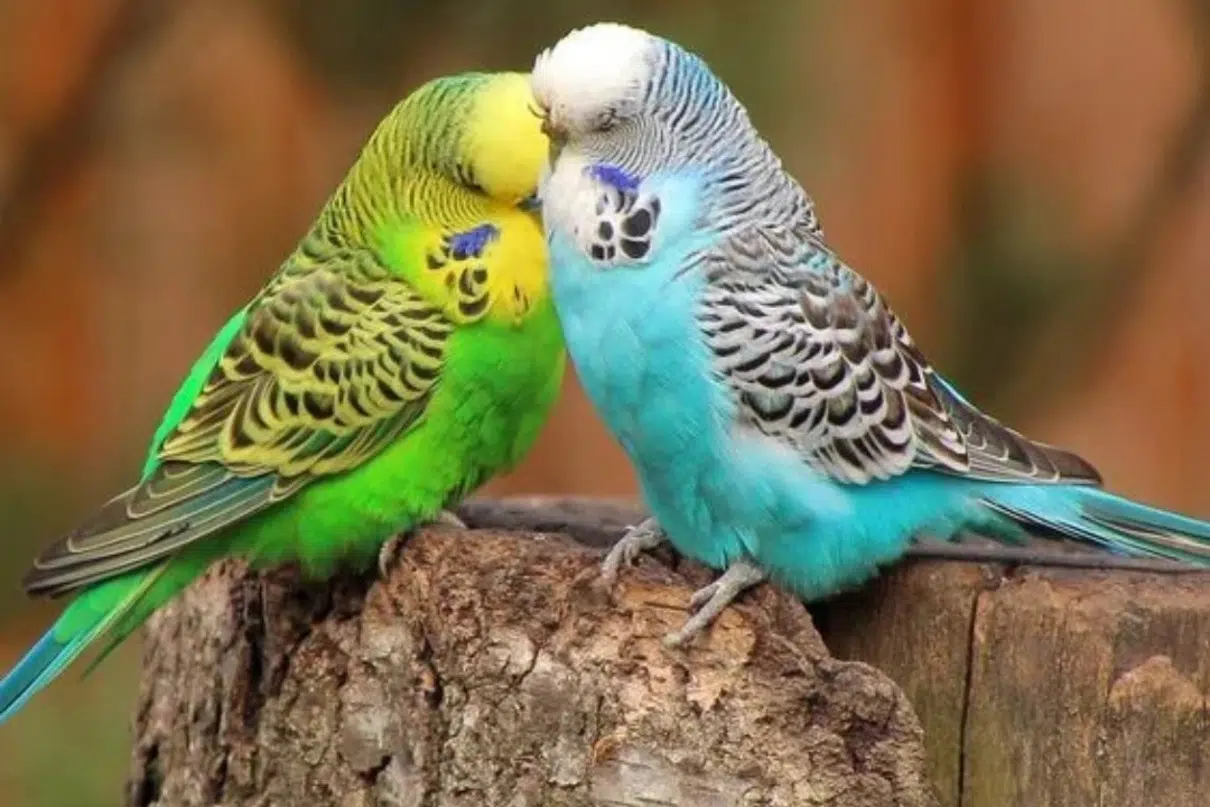 Image of exotic wildlife or environmental regulation