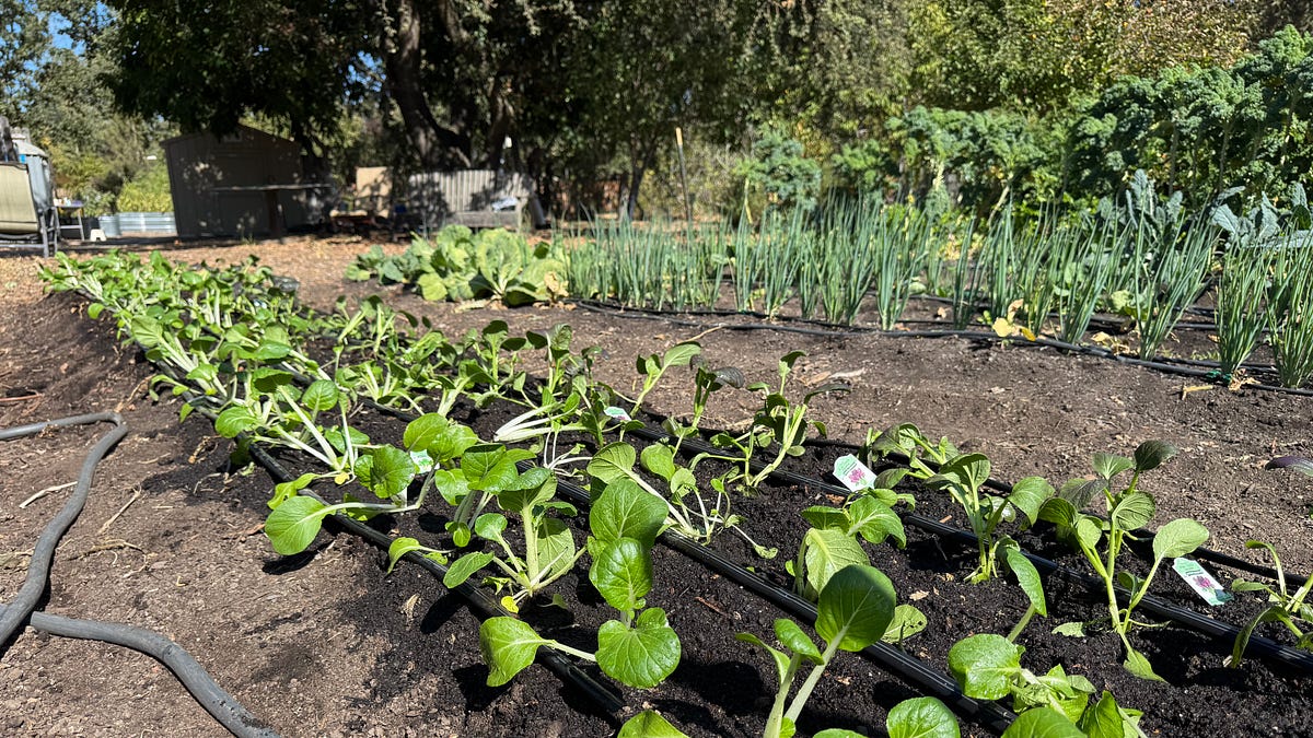 Soil temperature monitoring in a garden