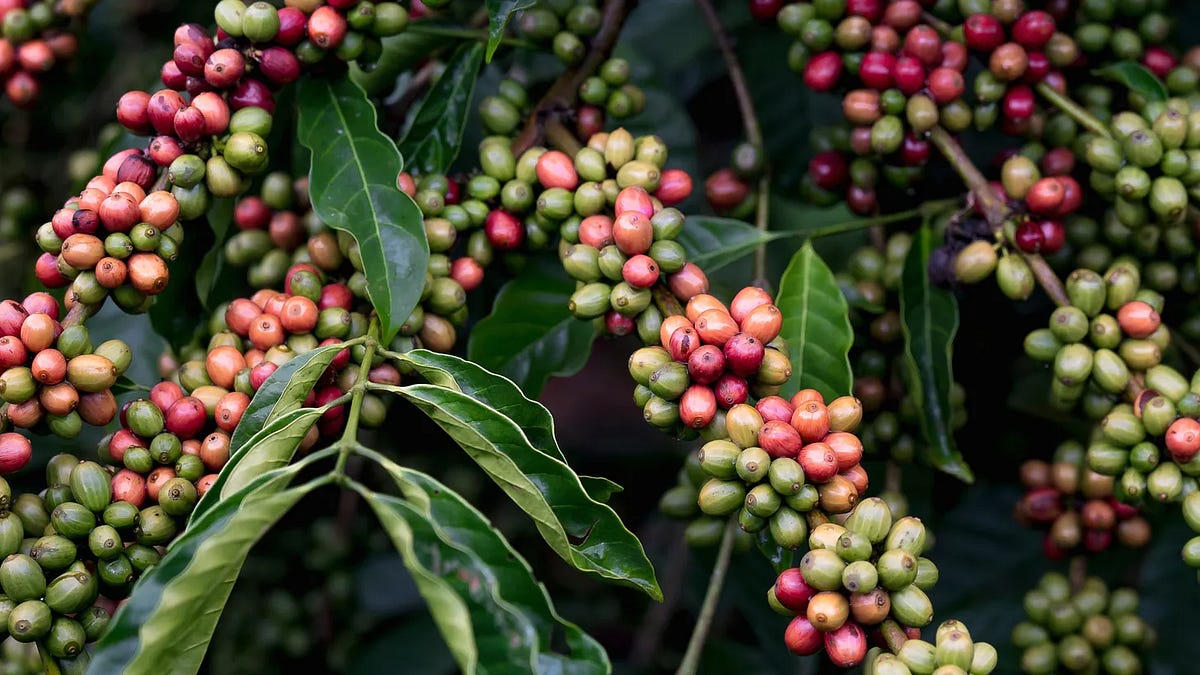 Coffee beans in a drying patio, representing the Brazilian harvest