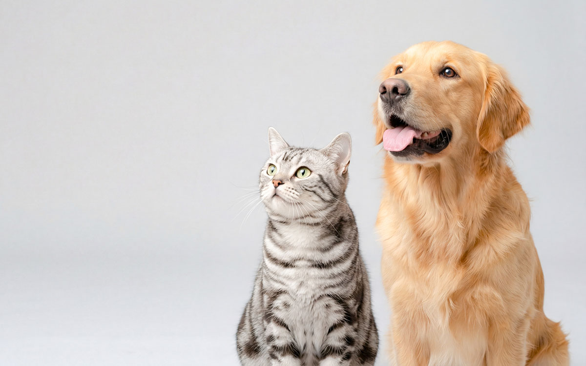 Chart or graphic related to pet damage costs in Japanese rentals