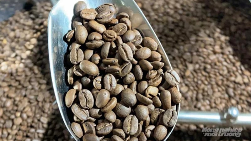 Vietnamese coffee farm during harvest