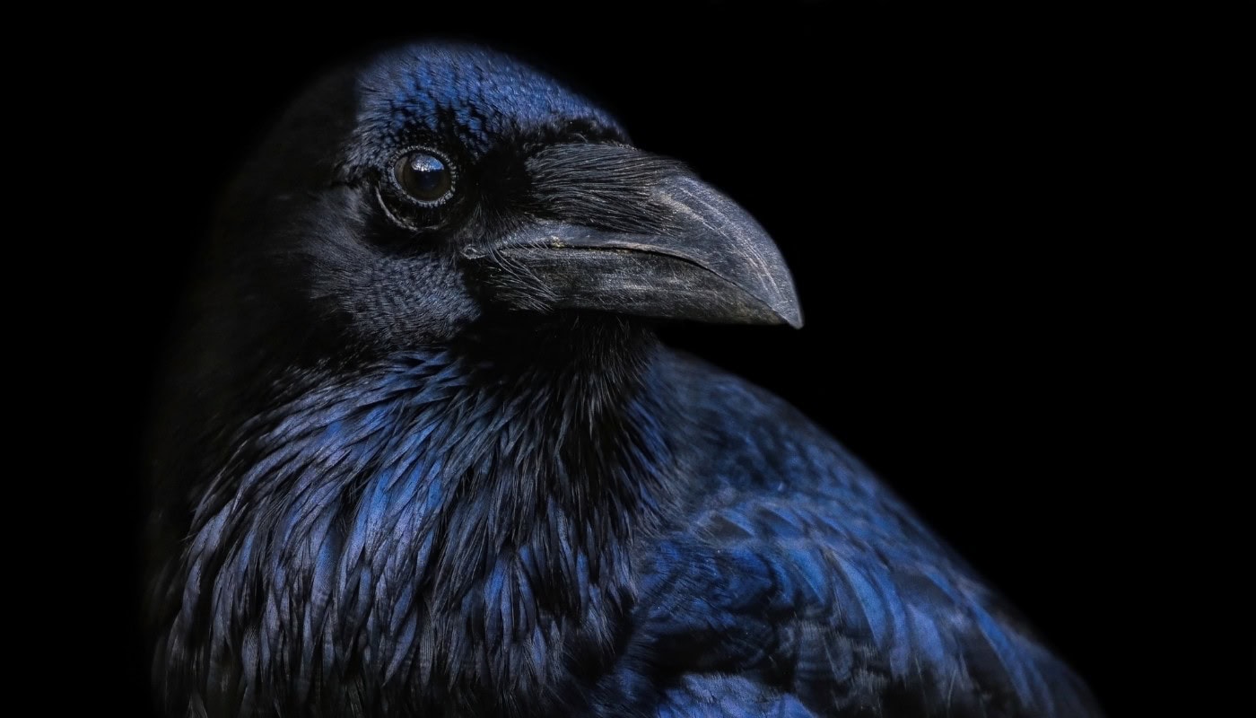 Ethical concerns in AI animal translation
