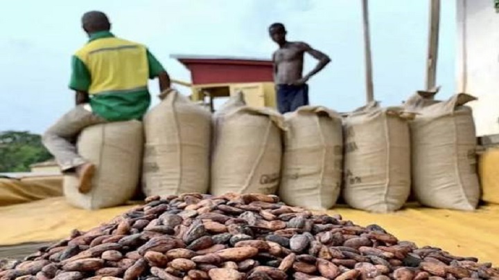 Ivory Coast cocoa beans