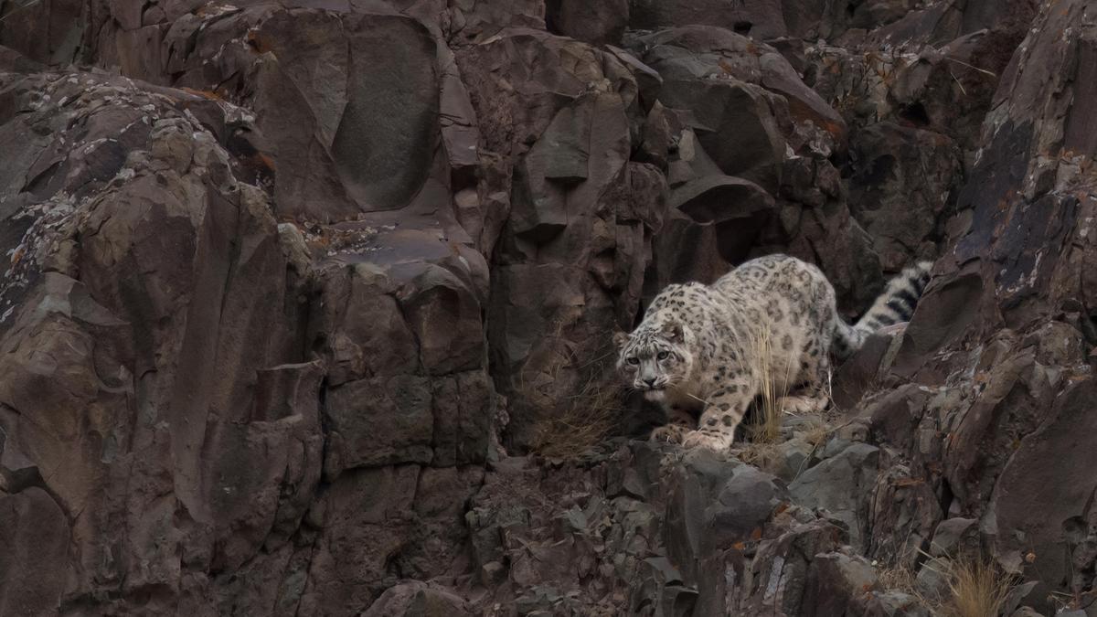 Snow leopard photo illustrating India's wildlife conservation efforts during Wildlife Week