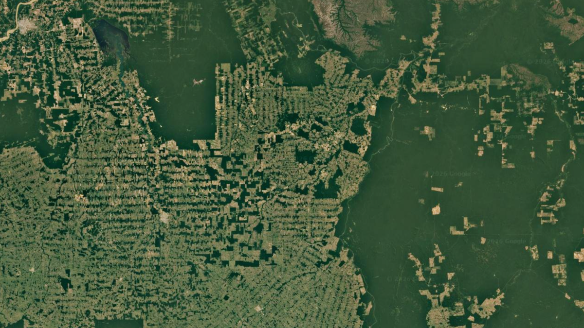 Forest fragmentation disrupts temperature patterns in ecosystems