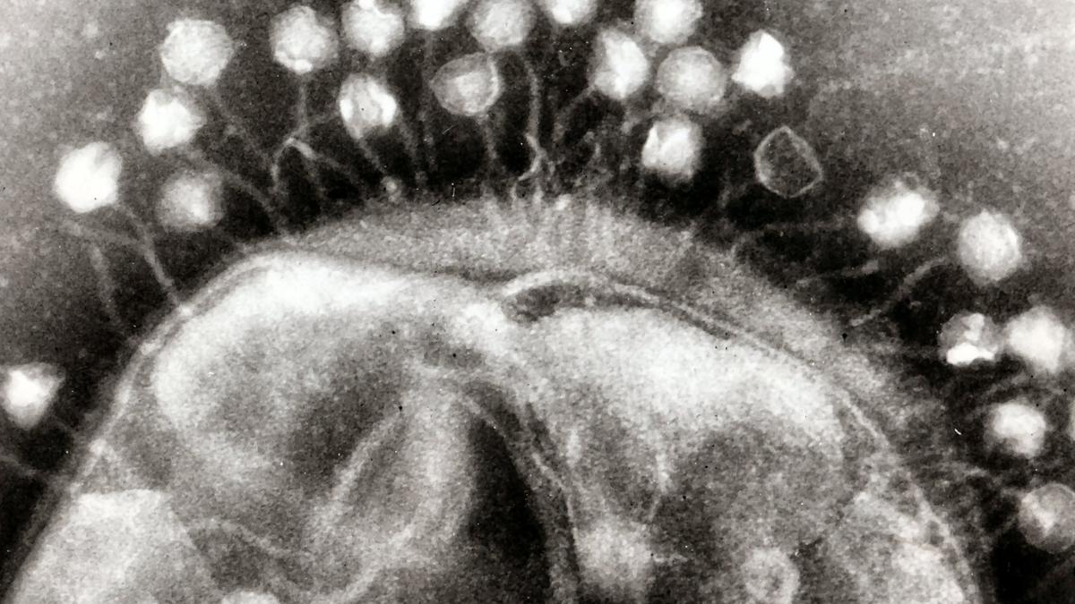 An image illustrating virus research
